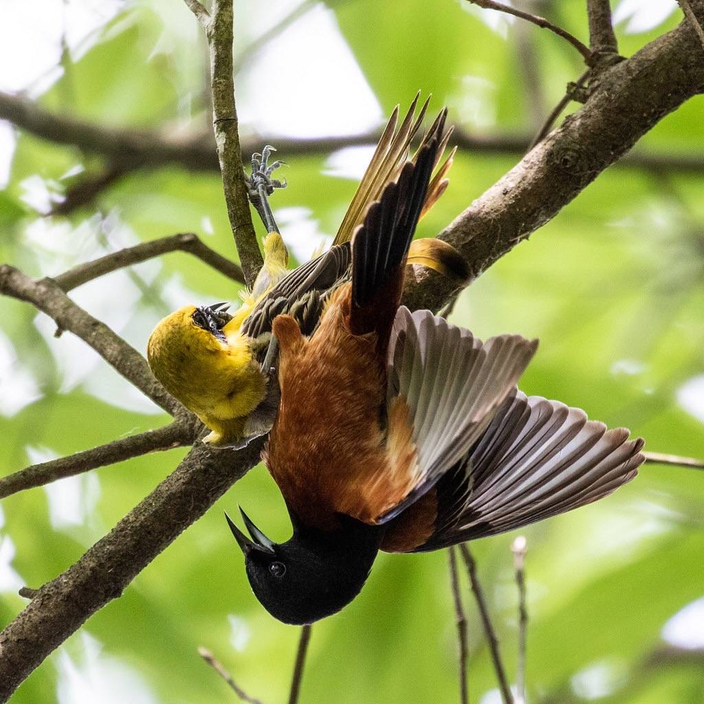 Orchard Oriole by atlnature is licensed under CC BY 2.0.